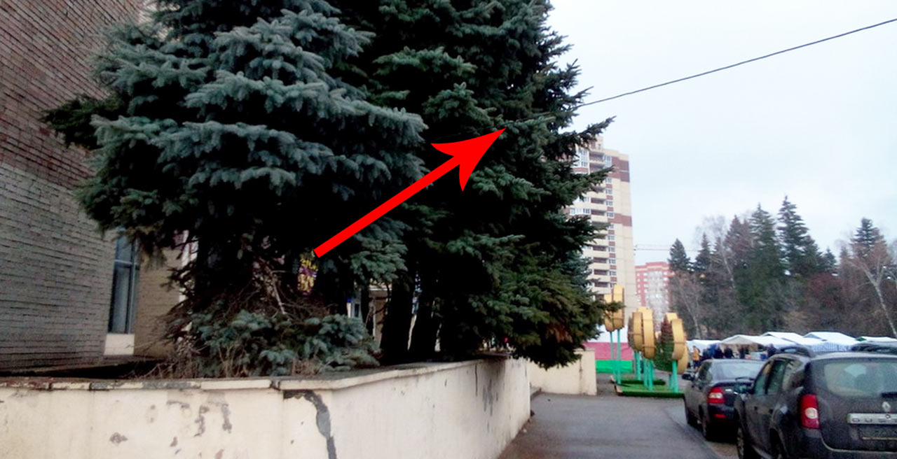 Ярмарка в Краснознаменске Ярмарка в Краснознаменске