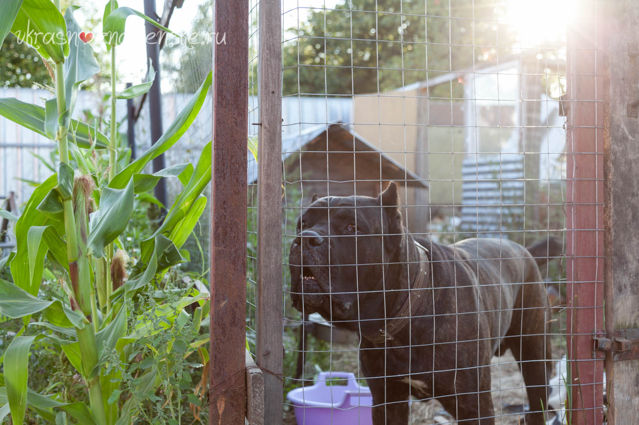 Фермерские продукты рядом с городом Краснознаменск Фермерские продукты рядом с городом Краснознаменск