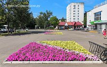 Яркая красота городских клумб